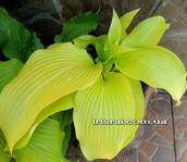 Hosta ''Mountain Sunrise''
