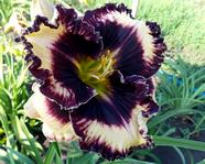 �������� Moussaka