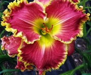 ��������  " ROSE KNOCKOUT "