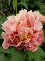 Paeonia   Triphena Parkin